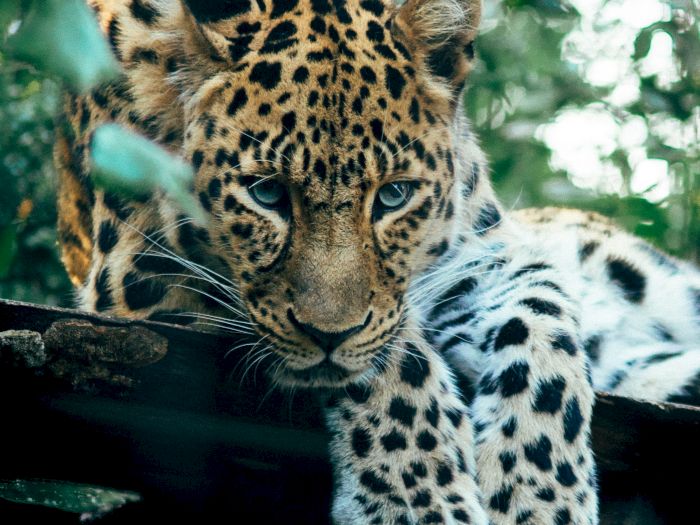 A close-up of a leopard resting with spotted fur and calm, watchful eyes in a green outdoor setting.