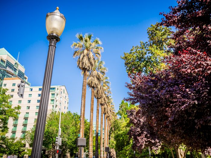 A tall streetlamp stands beside palm trees and leafy hedges, with apartment buildings under a bright blue sky.